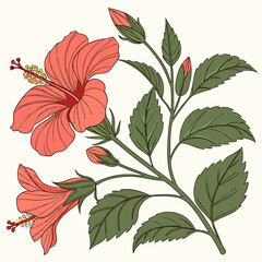 Botanical pink or red hibiscus flower vector design