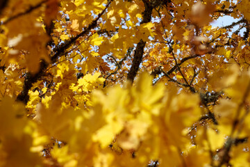 autumn forest with yellow leaves and a road leading through the forest.