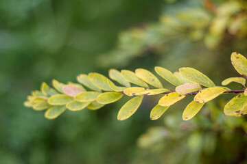 
you can see a branch with green leaves that have fallen from the trees.