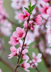 A pink flower with a green stem