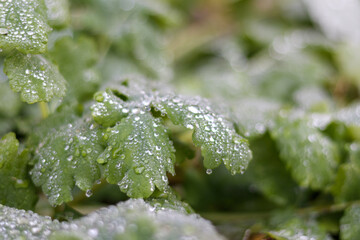 
green leaves covered with water droplets are visible.