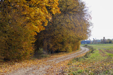 Fototapeta premium autumn forest with yellow leaves and a road leading through the forest.