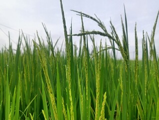 A vibrant green paddy field under a bright sky, showcasing the lush growth of rice plants.