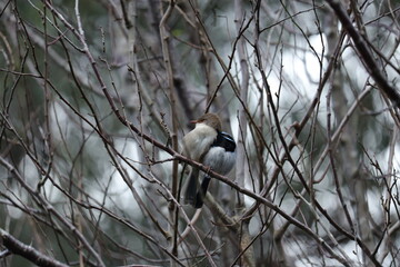 Blue Wren Couple Perched on a Tree