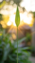A delicate blade of grass stands tall against a mesmerizing sunset, casting soft, warm light that bathes the surroundings in golden hues. Nature's serenity unfolds beautifully