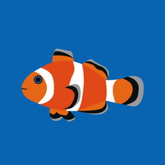 anemone fish isolated on Blue background