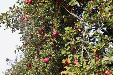 
an apple tree with many red apples hanging from the branches among green leaves.