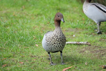 Male Australian Wood Duck