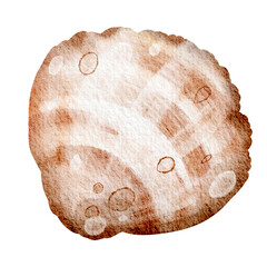 Watercolor illustration seashell on white background. Hand drawn painting of wild underwater conch. Marine or ocean undersea life. Drawing shellfish for marine life holiday celebration templates.