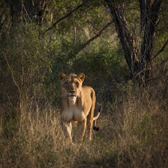 Fototapeta premium Mystical Lioness in the Wild Lioness in the nature Lions in BWA A female lion, Panthera leo, with tail up, standing in the bush and looking at the camera.