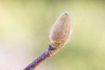 magnolia bud