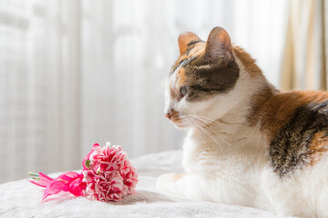 猫とカーネーション