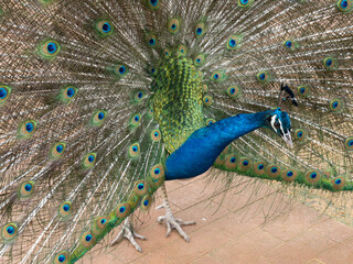 Fototapeta premium the peacock opens its tail