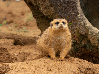 Fototapeta premium meerkat on guard