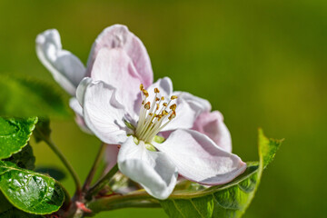 Blooming apple tree.