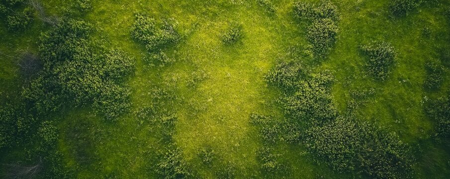 High-angle view of lush green meadow