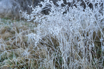 Detailed shot of grasses with hoarfrost in winter 