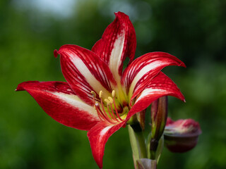red lily flower