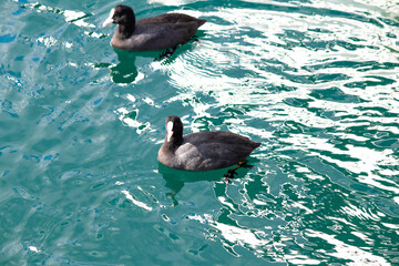Ornithology. Eurasian Coot (Fulica atra) on the water. Bird, animal idea concept. Portrait of two...