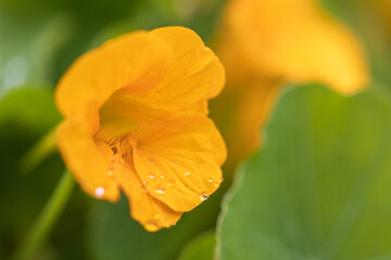 nasturtium
