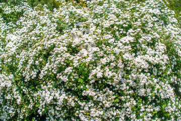 Spirea bushes bloom in the spring in May
