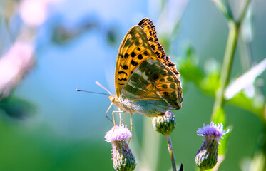 A golden butterfly collects nectar from flowers
