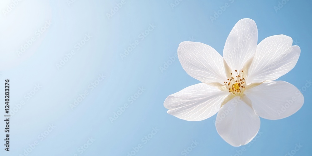 Poster spring concepts. white flower on a soft blue background with gentle lighting.
