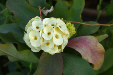 Close up of beautiful yellow Euphorbia milii, the crown of thorns, called Corona de Cristo. Crown of thorn flower. yellow Euphorbia milii flower in the garden, Blooming Euphorbia milii, bunch flowers