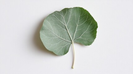 Fresh Green Leaf Isolated on White Surface for Nature Background