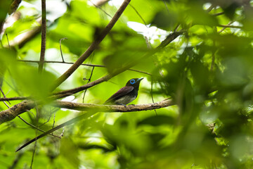 サンコウチョウ