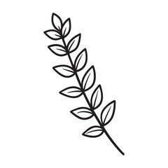 Thyme leave on a white background.