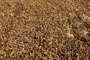 Coffee beans being dried under the sun, spread out evenly for the drying process. This image showcases the traditional coffee production method, highlighting the transition from fresh harvest to proce