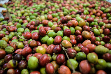 Close-up view of freshly harvested coffee cherries in green, red, and orange hues. A detailed and colorful image showcasing raw coffee fruits, ideal for topics related to coffee farming, agriculture, 