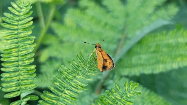 Least Skipper in the garden