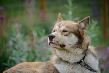 Sled dog at Denali National Park and Preserve. Alaska.