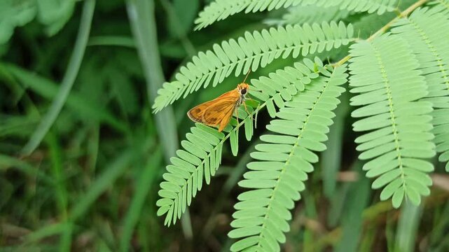 Least Skipper in the garden