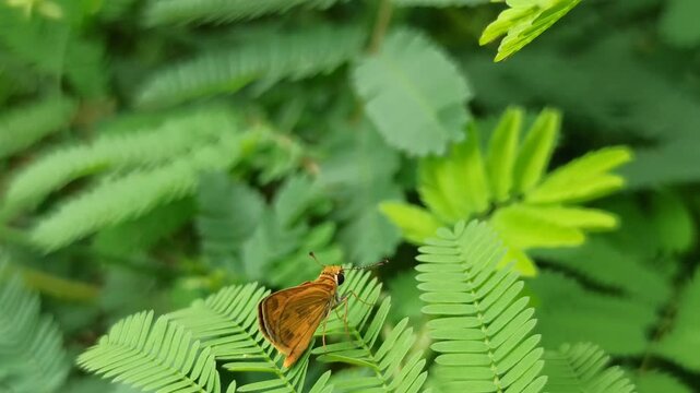 Least Skipper in the garden
