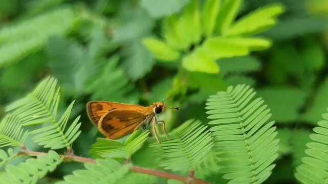 Least Skipper in the garden
