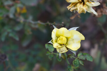 Beautiful yellow rose flower closeup in garden, A very beautiful yellow rose flower bloomed on the rose tree, Rose flower closeup, bloom flowers, Natural spring flower, Natural floral background, 