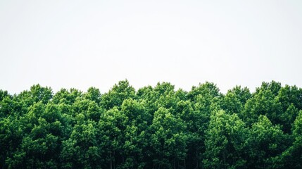 Obraz premium Lush green forest canopy against a bright sky; nature background
