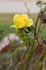 Beautiful yellow rose flower closeup in garden, A very beautiful yellow rose flower bloomed on the rose tree, Rose flower closeup, bloom flowers, Natural spring flower, Natural floral background, 