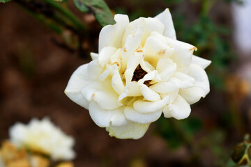 Beautiful white rose flower closeup in garden, A very beautiful white rose flower bloomed on the rose tree, Rose flower closeup, bloom flowers, Natural spring flower, Natural floral background, 