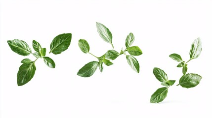 Fototapeta premium Fresh basil, mint, and rosemary sprigs elegantly float against a white backdrop, highlighting their vibrant green hues and delicate textures, ideal for culinary or wellness concepts.