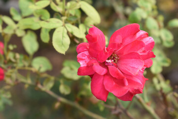 Beautiful red rose flower closeup in garden, A very beautiful red rose flower bloomed on the rose tree, Rose flower closeup, bloom flowers, Natural spring flower, Natural floral background,