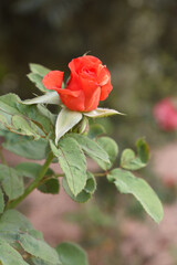 Beautiful red rose flower closeup in garden, A very beautiful red rose flower bloomed on the rose tree, Rose flower closeup, bloom flowers, Natural spring flower, Natural floral background,