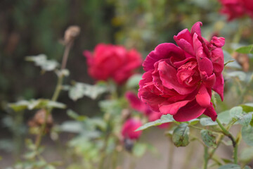 Beautiful red rose flower closeup in garden, A very beautiful red rose flower bloomed on the rose tree, Rose flower closeup, bloom flowers, Natural spring flower, Natural floral background,