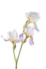 Delicate Iris Blooms With Soft White Petals and Hints of Lavender Grace a Minimalist White Background, Showcasing Nature's Elegant Artistry and Serene Beauty