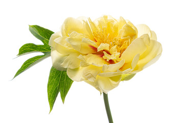 Vibrant Yellow Peony on a Soft White Background, Showcasing Delicate Petals and Lush Green Leaves in Serene Natural Beauty Evoking a Sense of Tranquility and Elegance