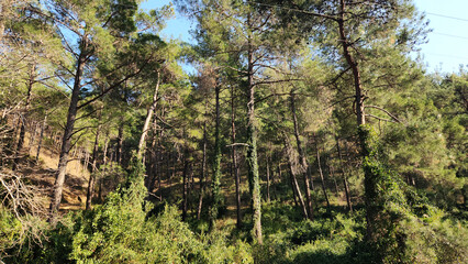 Red pine (Pinus brutia) trees, Mediterranean natives, adorned with the entwining vines of the climbing plant  greenbrier (Smilax sp), present all their beauty.
