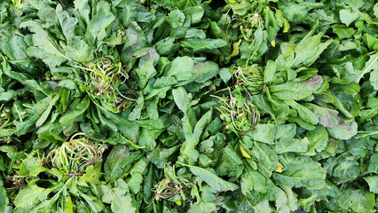 Garden cress, a leafy green herb often used in salads and as a garnish, particularly popular in the winter months.